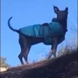 Meet your Posher, Emma